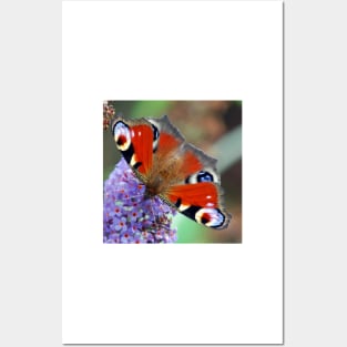 Peacock Butterfly Posters and Art